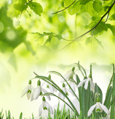 snowdrops 