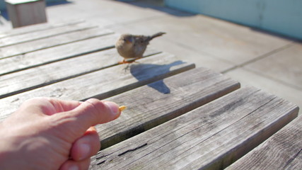 Small bird on table eating from hand