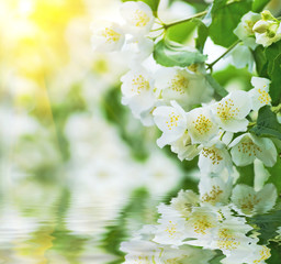 Spring background with flowering jasmine reflected in water
