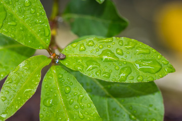 Folhas de louro com gotas de água da chuva.