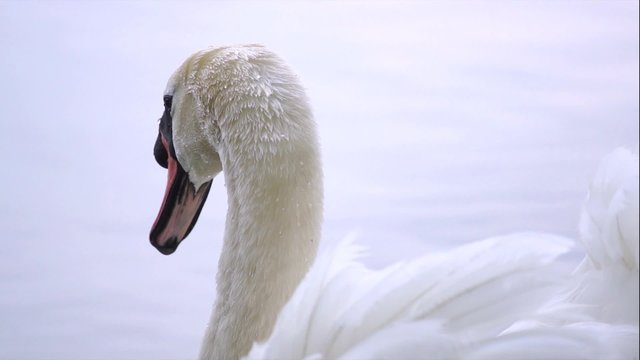 Cigno reale