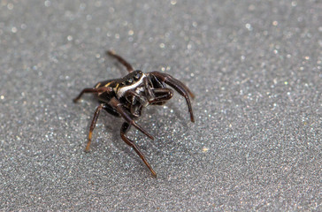 Aranha saltadora. (Salticidae).