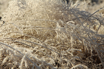 Grass with ice crystals