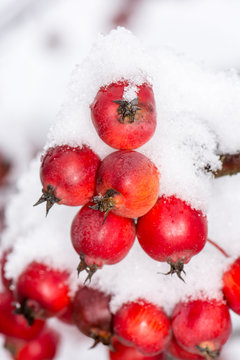 Ripe apples covered with snow