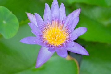 Blooming purple lotus