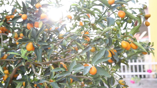 Kumquat or Fortunella, mandarin chinese tree in the garden