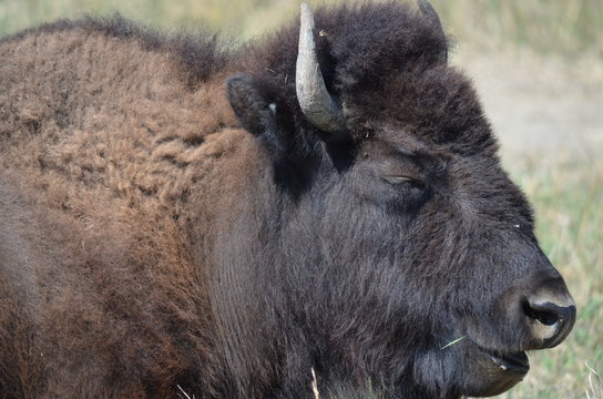 North American Buffalo