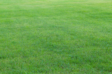 Obraz na płótnie Canvas green grass in the garden(soft focus)