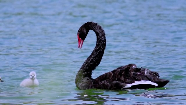 Famiglia di cigni australiani