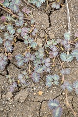 Sensitive plant on crack ground