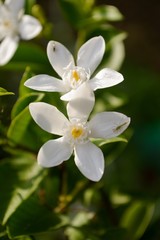 Obraz na płótnie Canvas Inda white flower in garden
