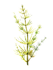 Equisetum