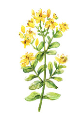 Tutsan watercolor drawing. St. John's wort branch. Hand drawn he