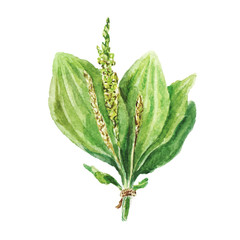 Watercolor plantain