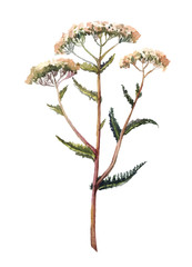 Yarrow vector illustration. Hand-drawn herb on a white backgroun