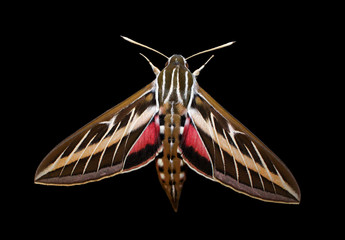 Striped Hawk-moth (Hyles livornica) Isolated on a Black Background  