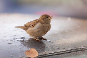 Sparrow on a roof