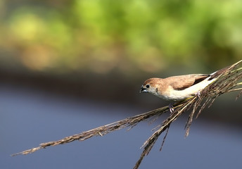 Indian silverbill lonchura malabarica in a twig