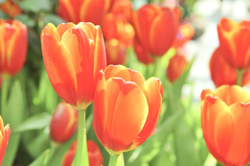 orange tulip