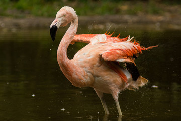 Ein badender Flamingo