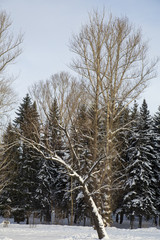 Forest on the white background