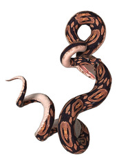Ball Python on White