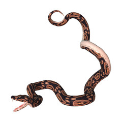 Ball Python on White