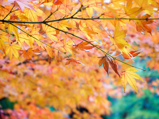 Fototapeta na wymiar Yellow autumn leaves branch in Japan