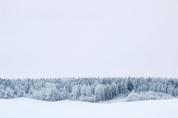 Winter. Beautiful winter landscape with snow covered trees