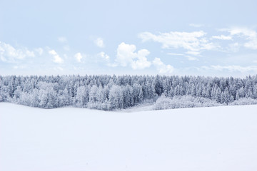 Winter. Beautiful winter landscape with snow covered trees