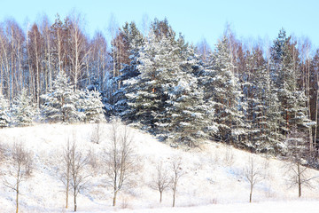 Winter. Beautiful winter landscape with snow covered trees
