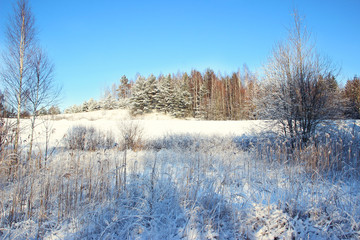 Winter. Beautiful winter landscape with snow covered trees