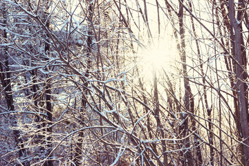 Winter. Beautiful winter landscape with snow covered trees