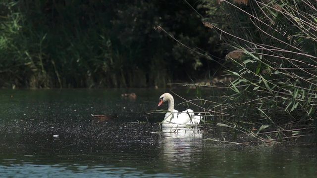 Cigno reale