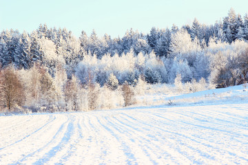 Winter. Beautiful winter landscape with snow covered trees