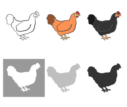 Poultry chicken, a set of six pieces. white, black, orange and silhouette. useful to store and farmer. Vector illustration