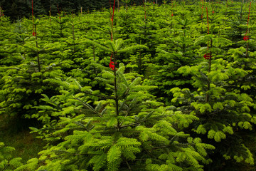 Markierte Weihnachtsbäume