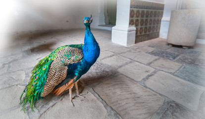 Greater Antilles, a colorful male peacock strutting his ground on the entranceway to a building and it's adjoined terrace - in Havana cuba.  