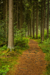Wanderweg durch einen Fichtenwald im Sauerland