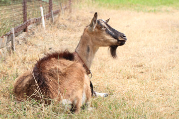 brown goat