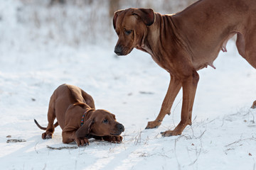 Ridgebacks on the snow