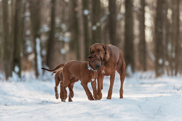 Ridgebacks on the snow