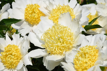 Many blooming white peony flowers in the garden 