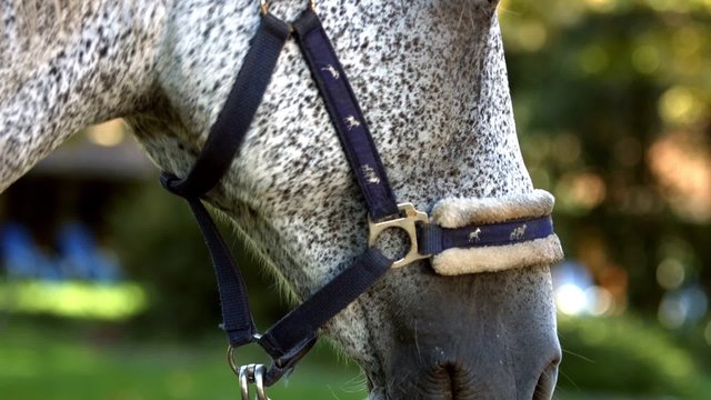 Silver horse closeup