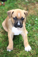 American Pit Bull Terrier
