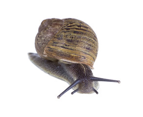 Roman snail isolated on white background