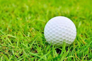 Golf ball on the green