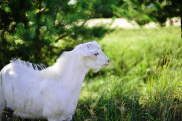 White goat