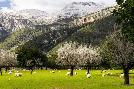 Mallorca im Schnee - Blick &uuml;ber eine Wiese auf den Massanella