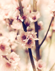 Cherry blossoms closeup © pilipphoto